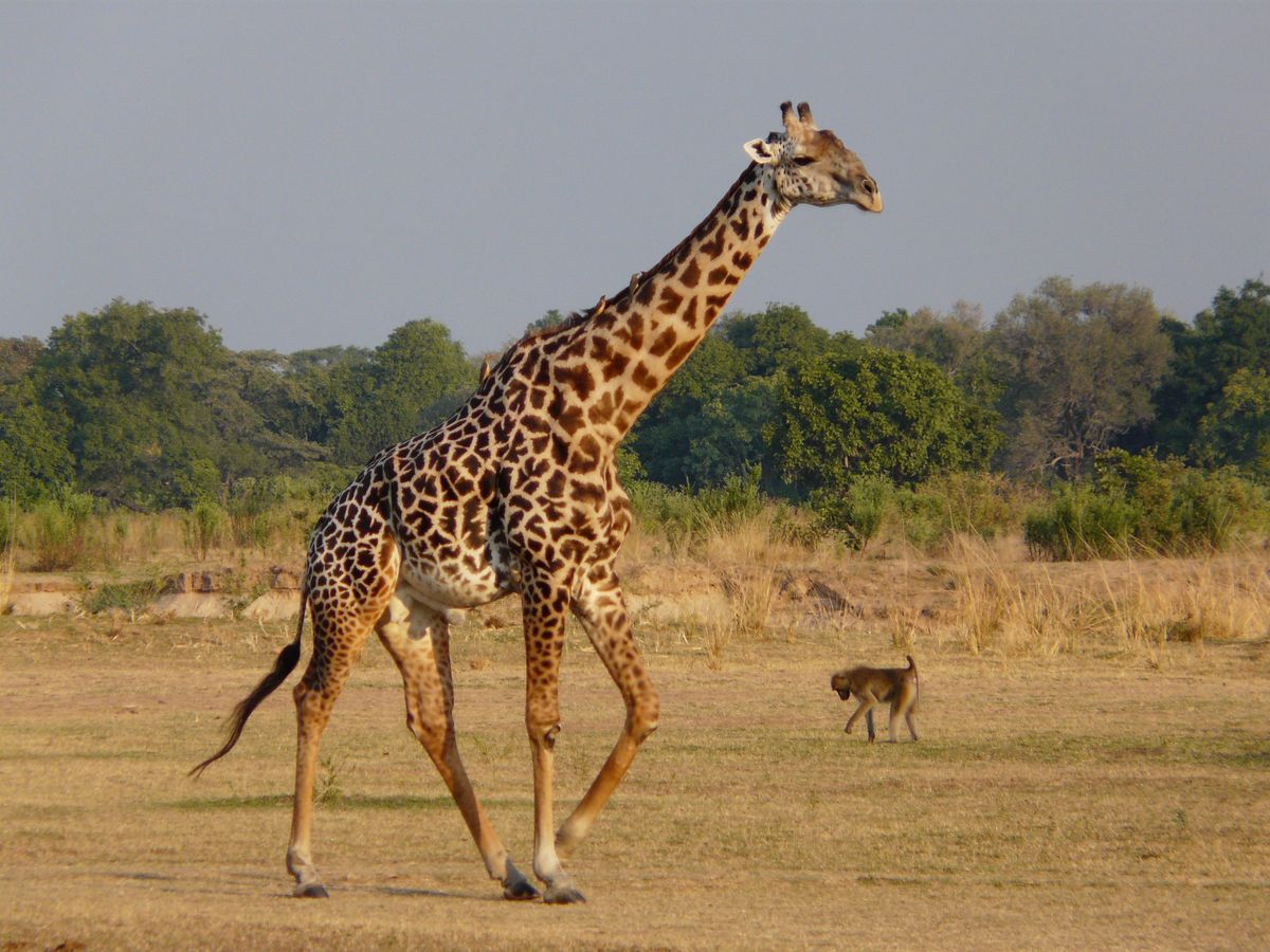 South Luangwa Nationalpark