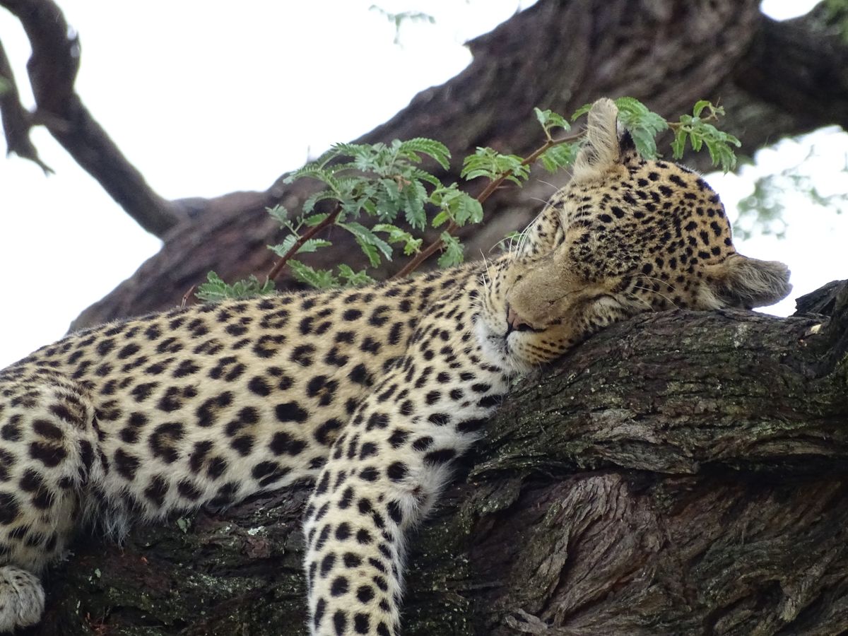 Botswana - Mind & Soul Detox