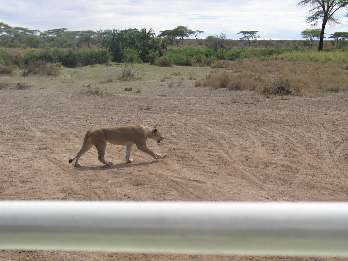 Best of Tansania - Zwischen Kilimanjaro und Serengeti