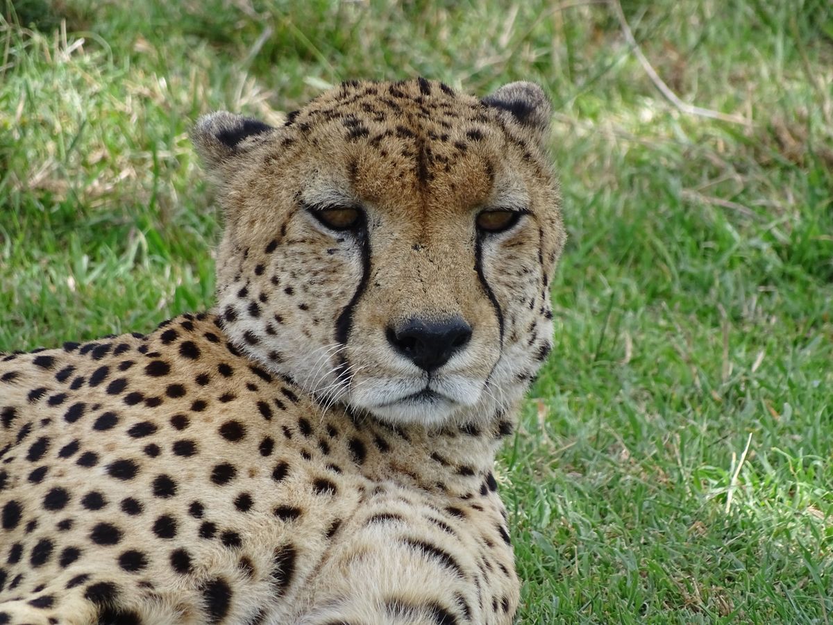Warum Afrika Tours Individuell?
