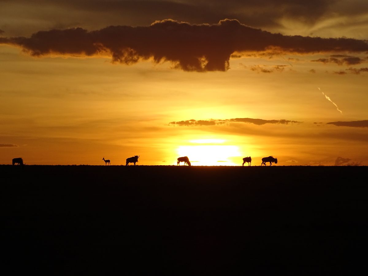 Best of Kenia - Von der Masai Mara zum Indischen Ozean