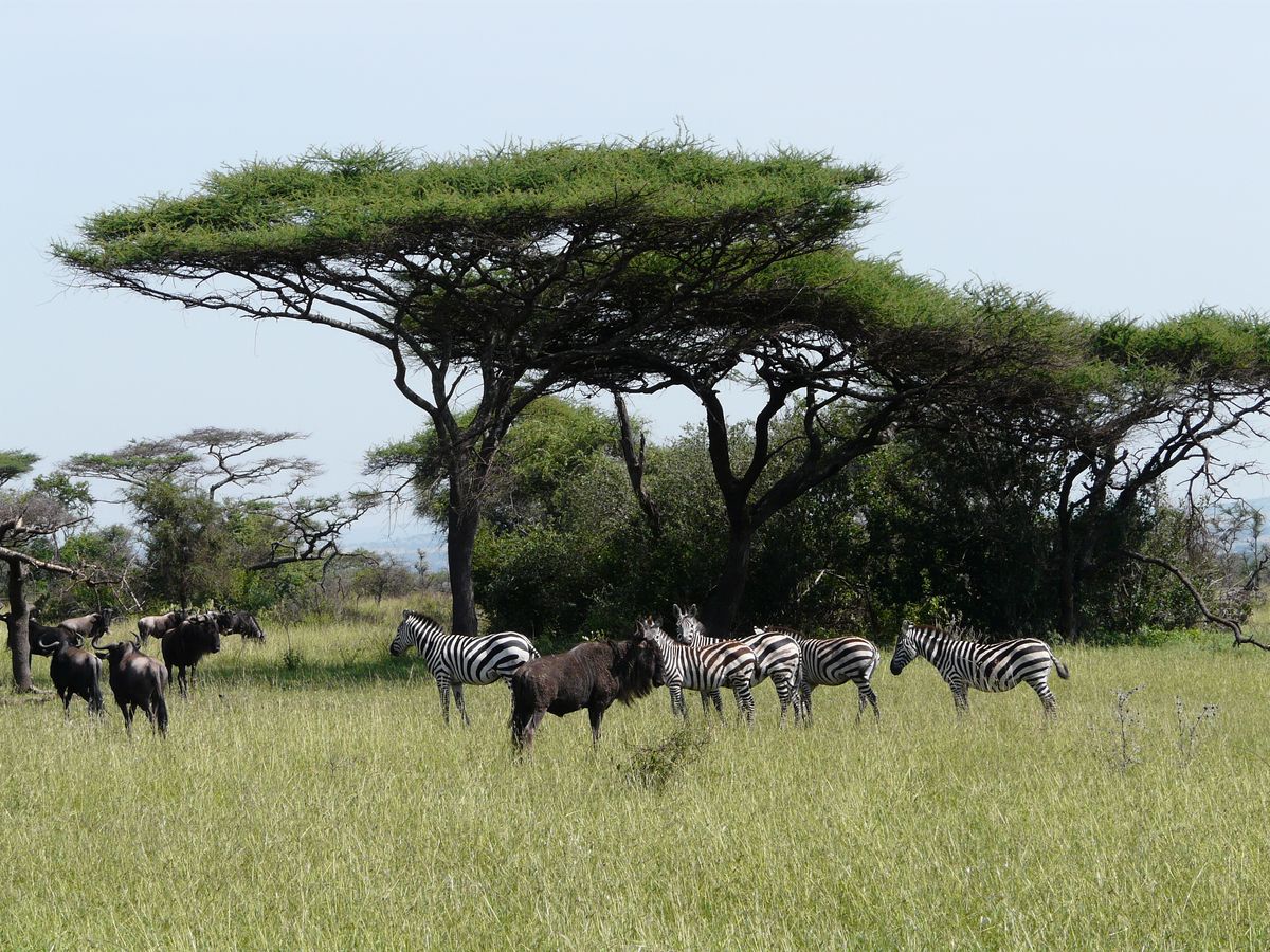 Tanzania zum Kennenlernen