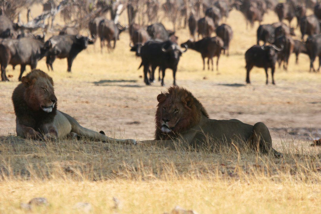 Zimbabwe & Botswana Explorer