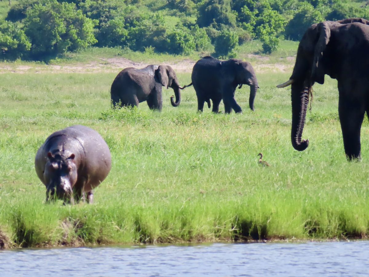 Namibia, Botswana & Vic Falls - Vom Wüstensand zum "Rauch, der donnert"