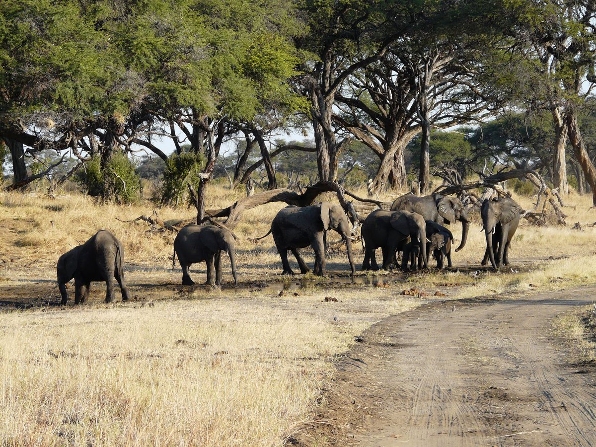 Zimbabwe Relaxed