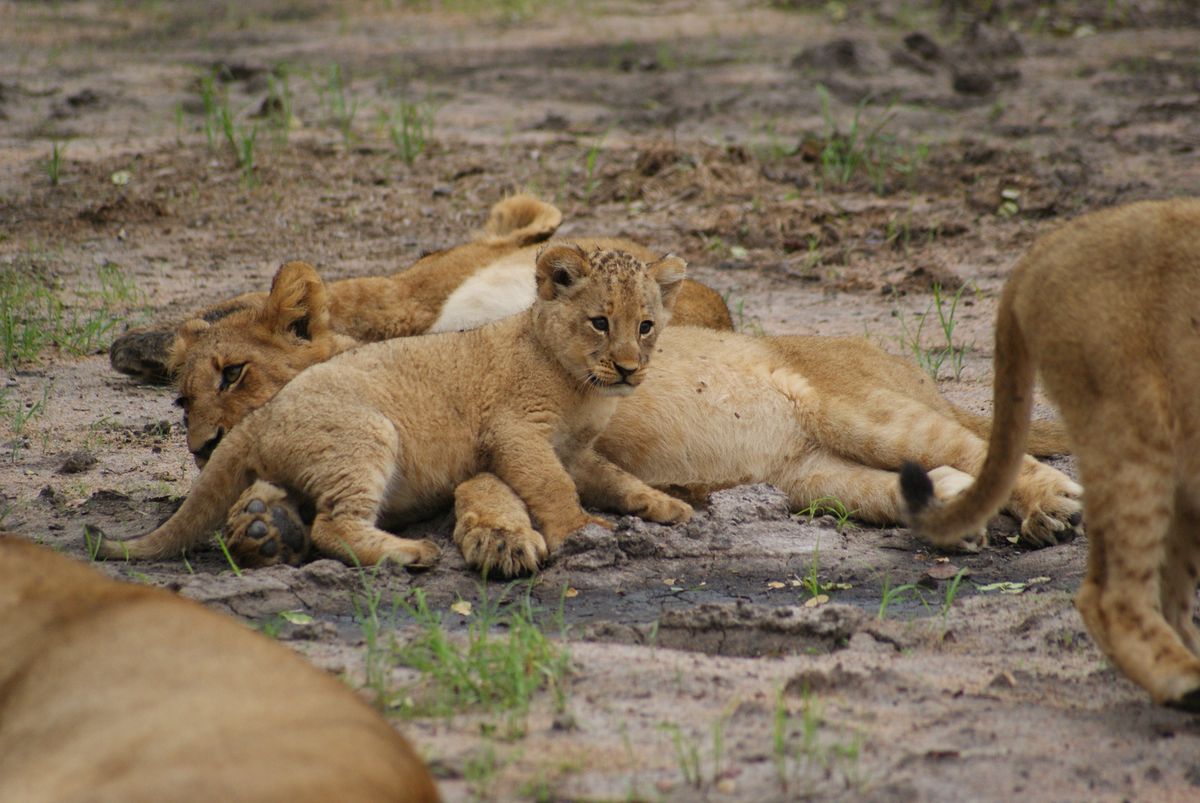 Krüger National Park