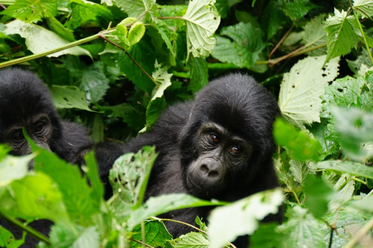 Bwindi Impenetrable Forest - Gorilla Tracking